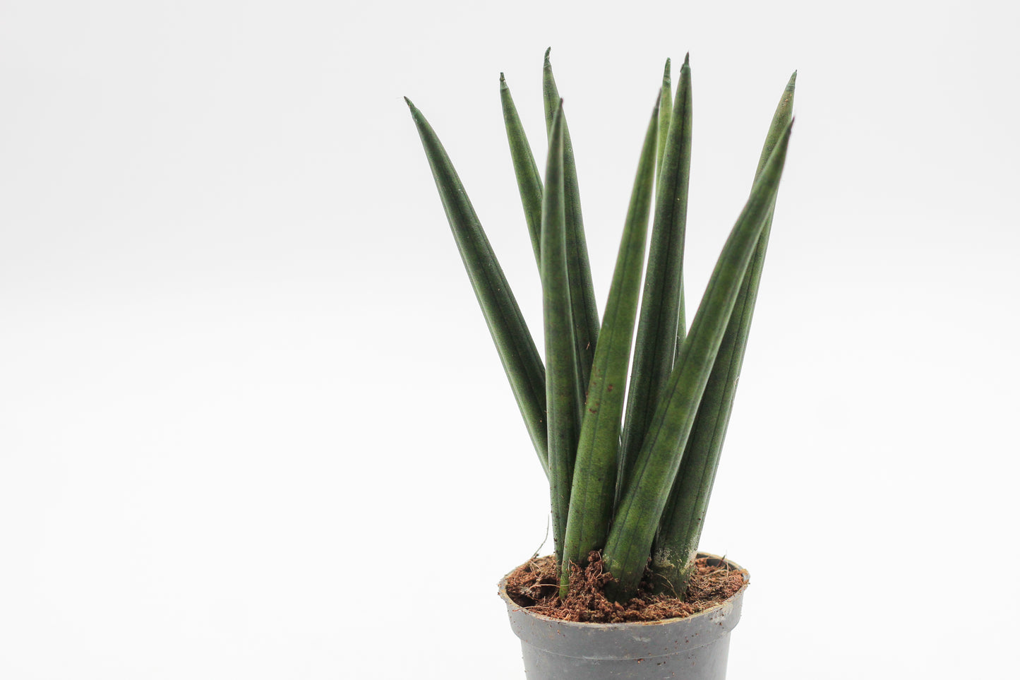 Sansevieria cylindrica Spaghetti