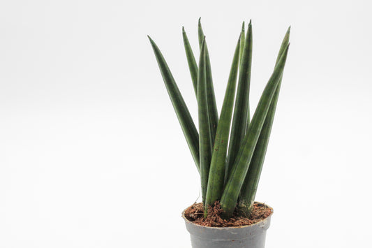 Sansevieria cylindrica Spaghetti