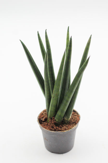 Sansevieria cylindrica Spaghetti