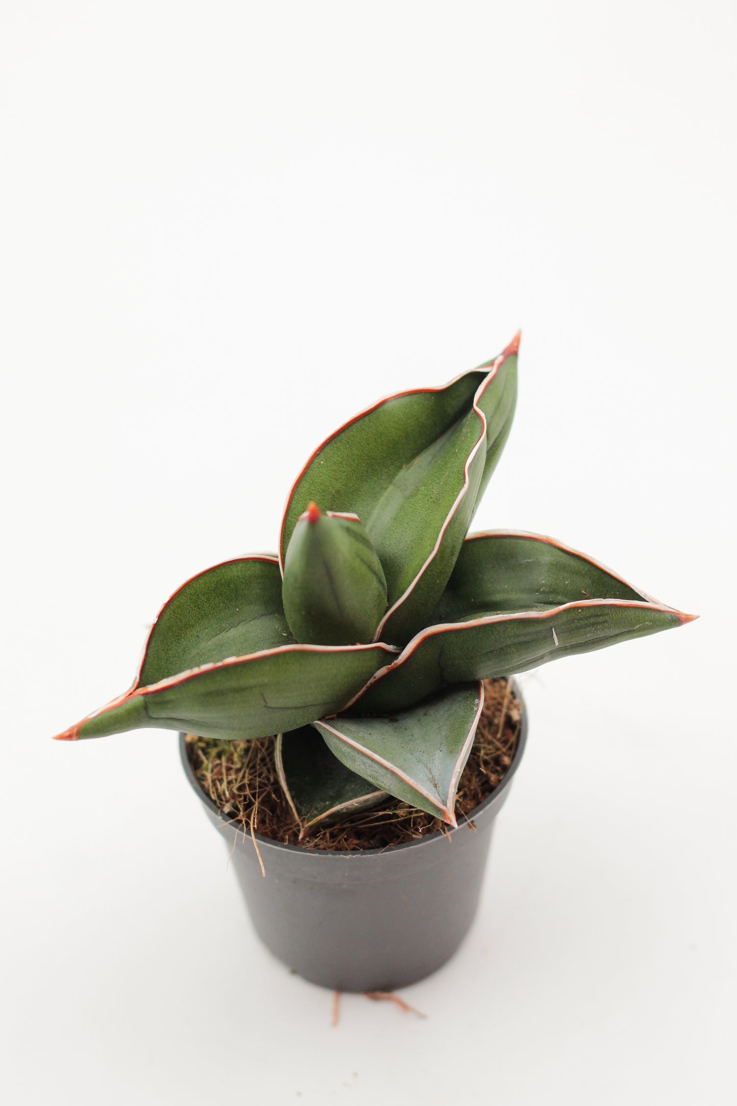 Sansevieria ehrenbergii Samurai Dwarf