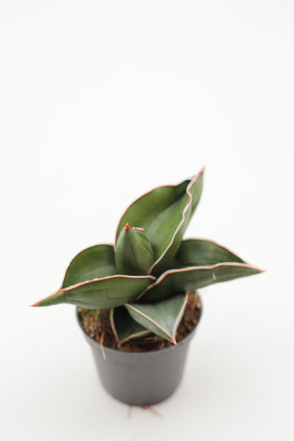 Sansevieria ehrenbergii Samurai Dwarf