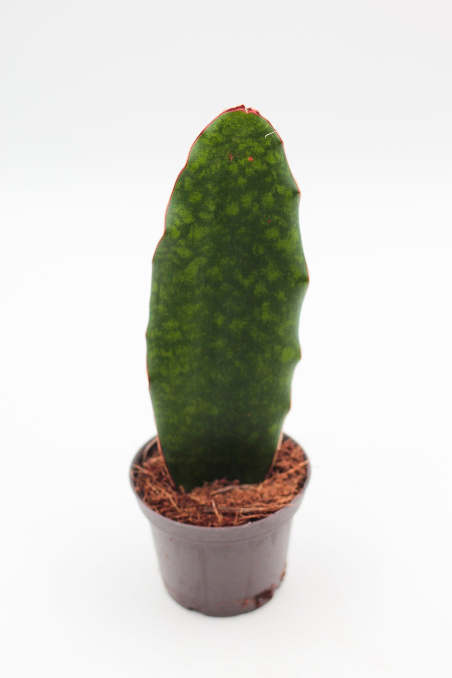 Sansevieria masoniana 'Whale Fin'