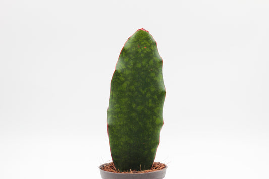 Sansevieria masoniana 'Whale Fin'