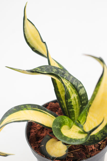 Sansevieria trifasciata hahnii Curly Galaxy