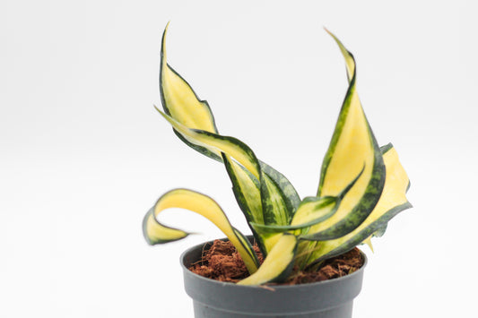 Sansevieria trifasciata hahnii Curly Galaxy