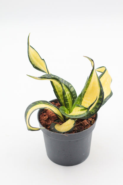 Sansevieria trifasciata hahnii Curly Galaxy