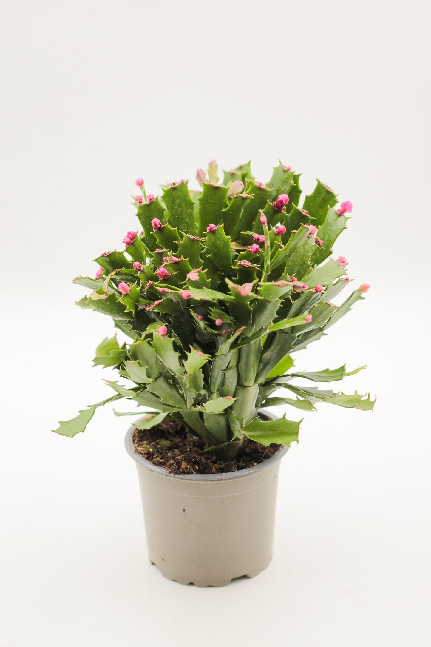 Schlumbergera lidcactus hybride Thor® Wild Cactus