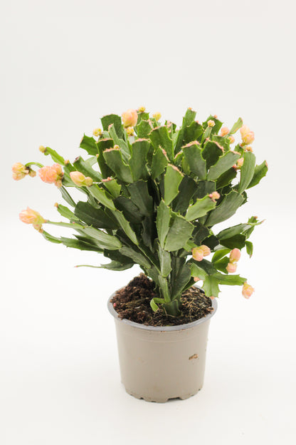 Schlumbergera lidcactus hybride Thor® Wild Cactus