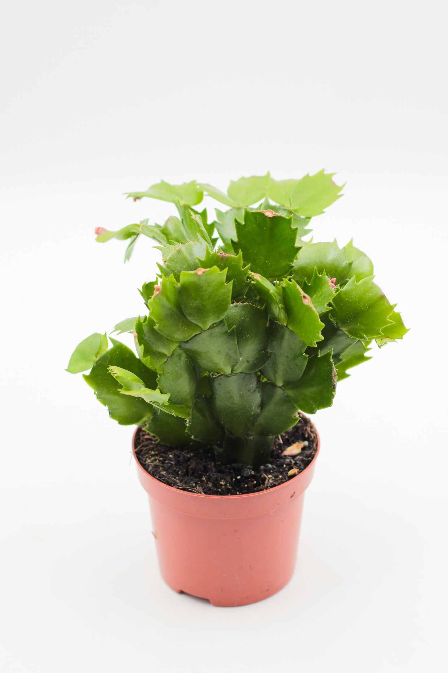 Schlumbergera lidcactus "Kerstcactus"