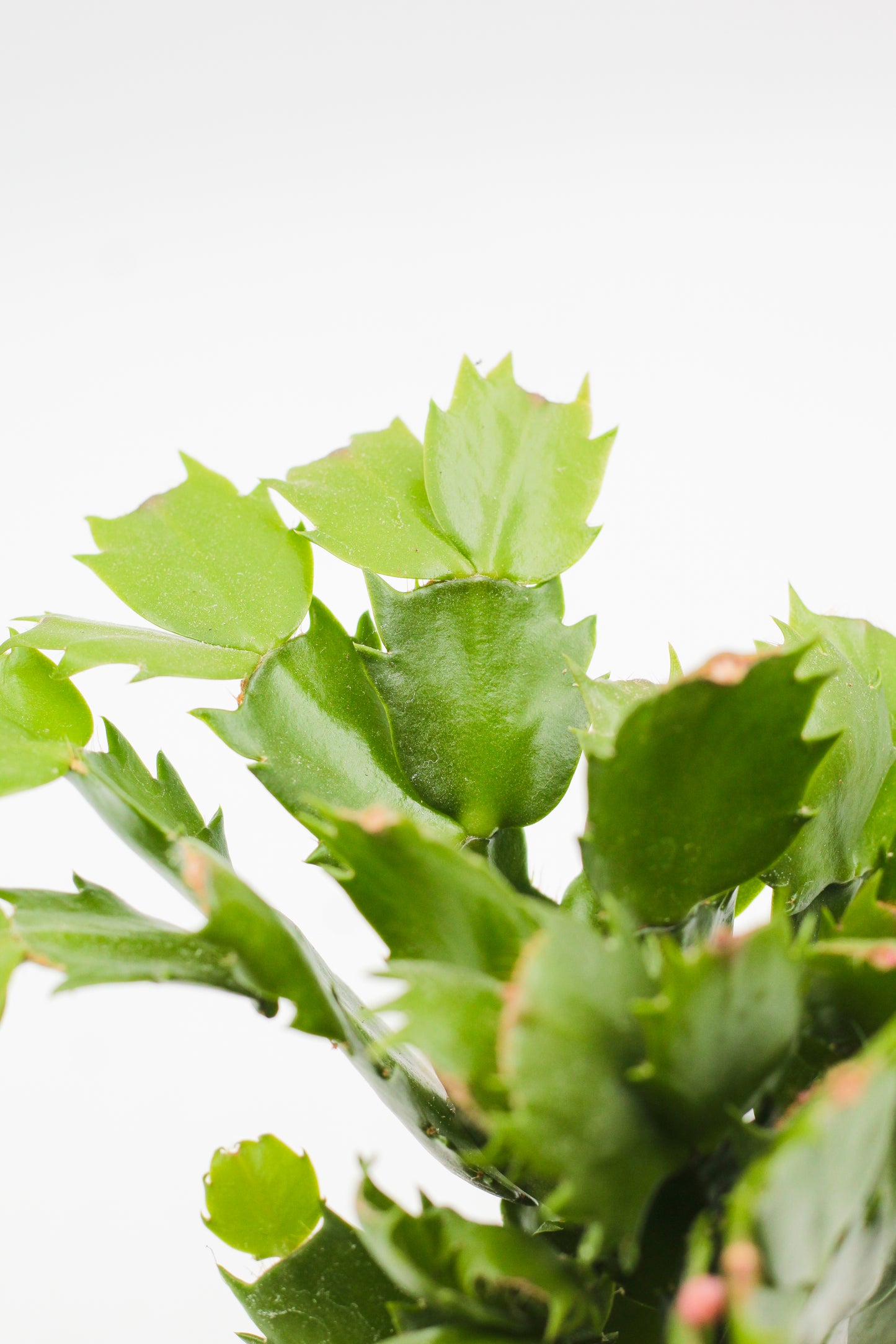 Schlumbergera lidcactus "Kerstcactus"