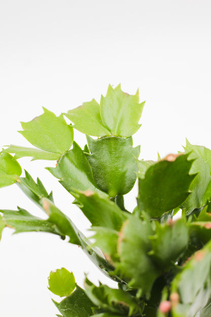 Schlumbergera lidcactus "Kerstcactus"