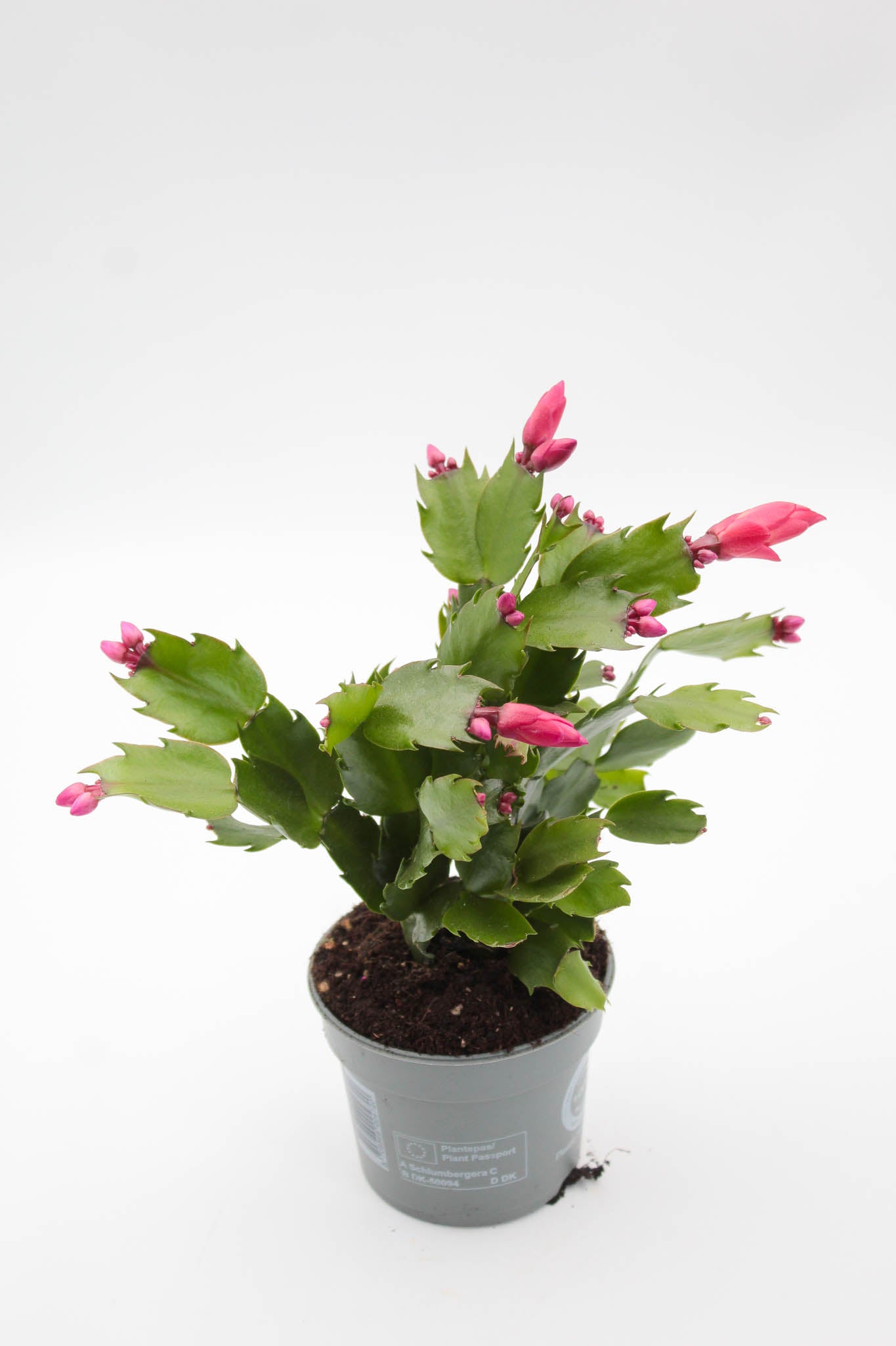 Schlumbergera Christmas Cactus 