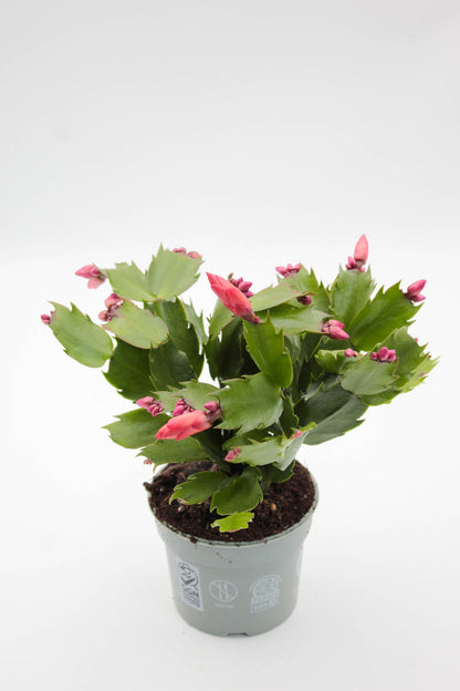 Schlumbergera Christmas Cactus 