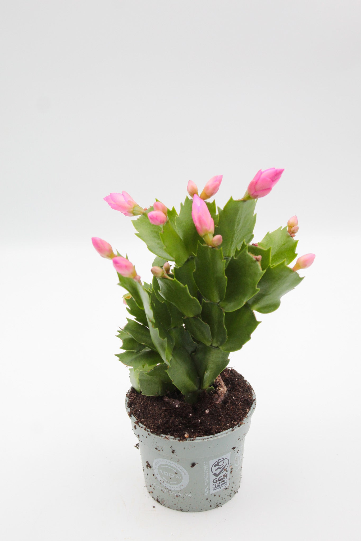 Schlumbergera Christmas Cactus 