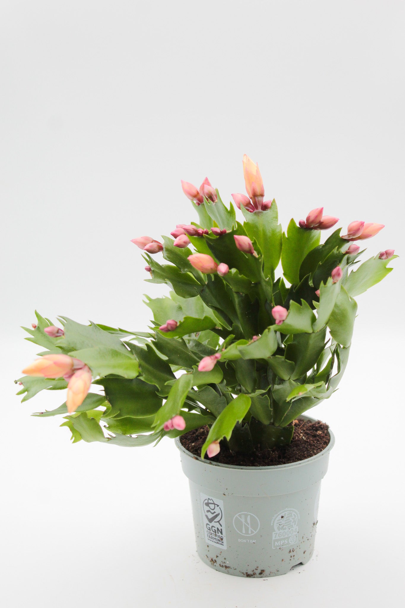 Schlumbergera Christmas Cactus 