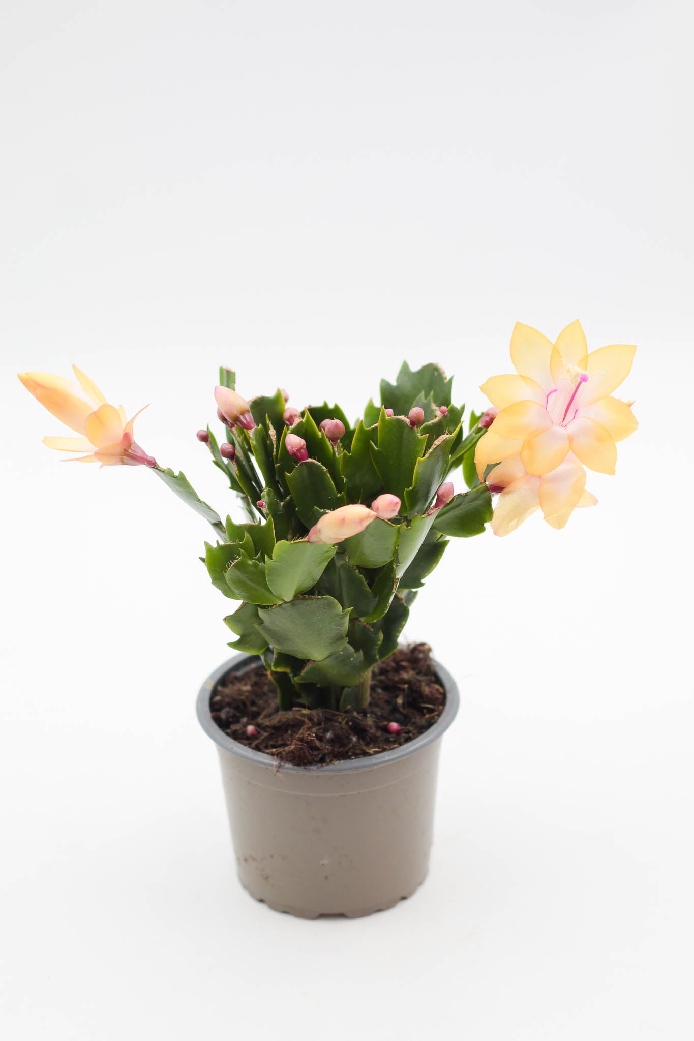 Schlumbergera hyb. Thor Sophia Geel Lidcactus