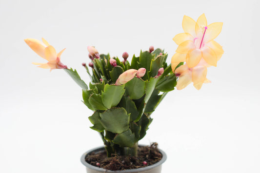 Schlumbergera hyb. Thor Sophia Geel Lidcactus