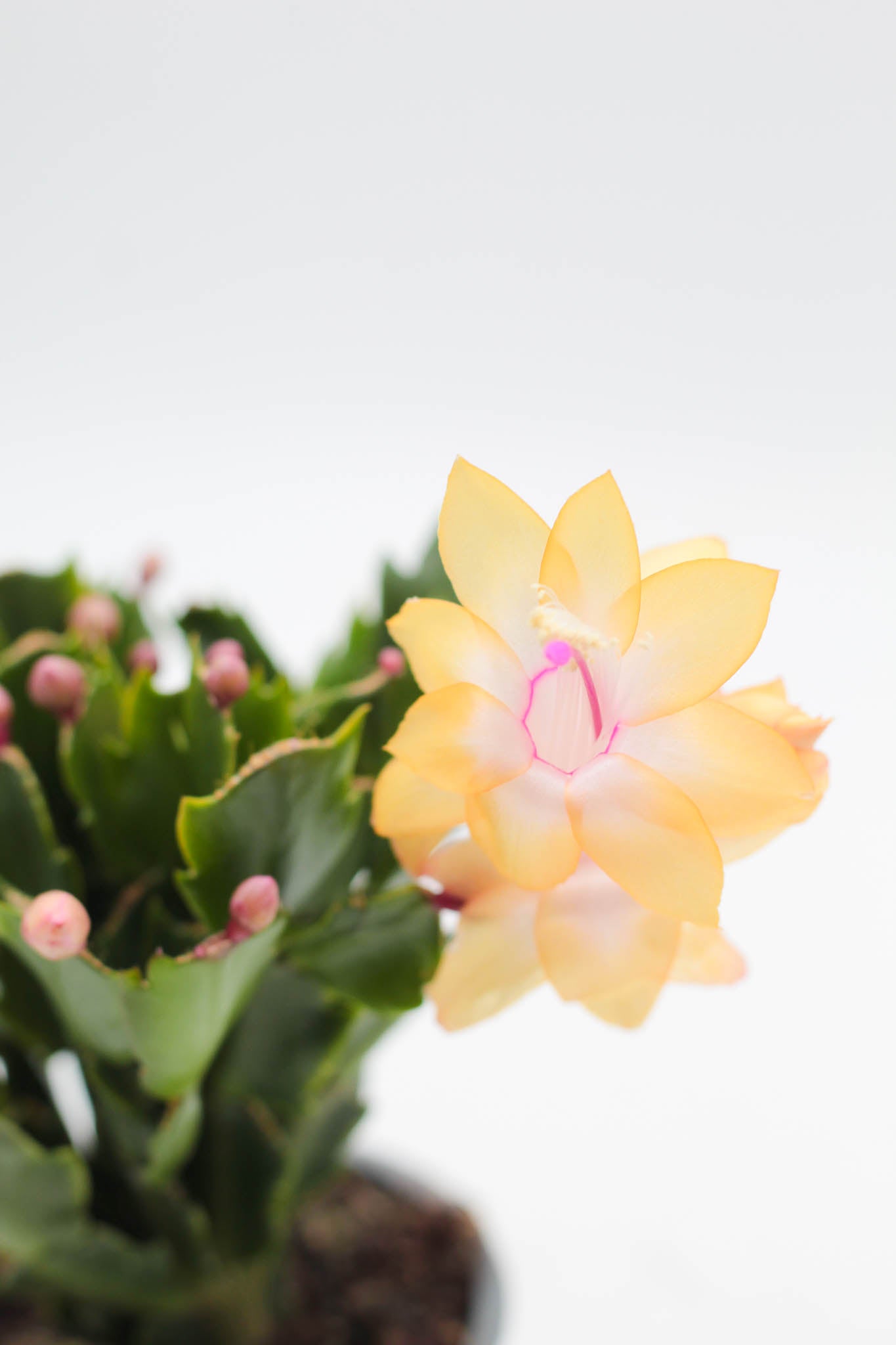 Schlumbergera hyb. Thor Sophia Geel Lidcactus