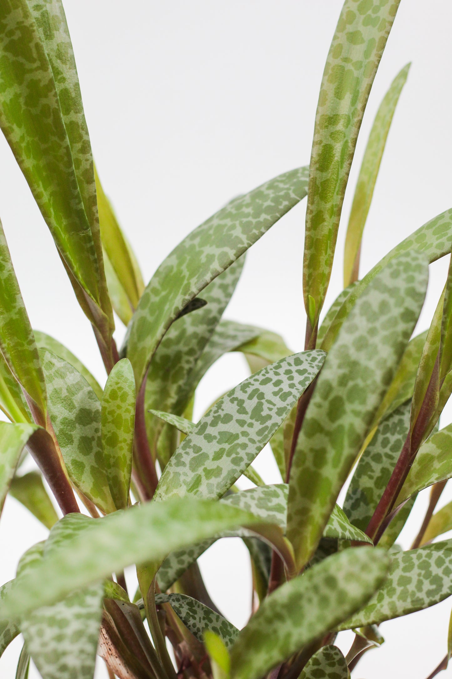 Scilla Socialis (Ledebouria socialis)