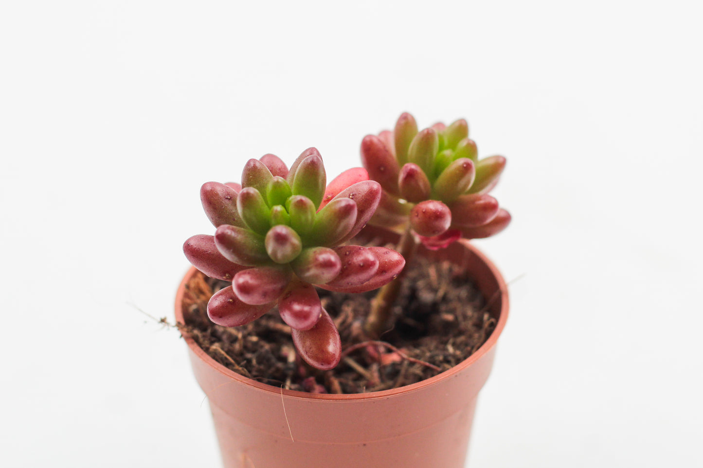 Sedum Rubrotinctum 'jelly beans'