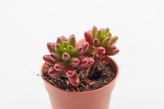 Sedum Rubrotinctum 'jelly beans'