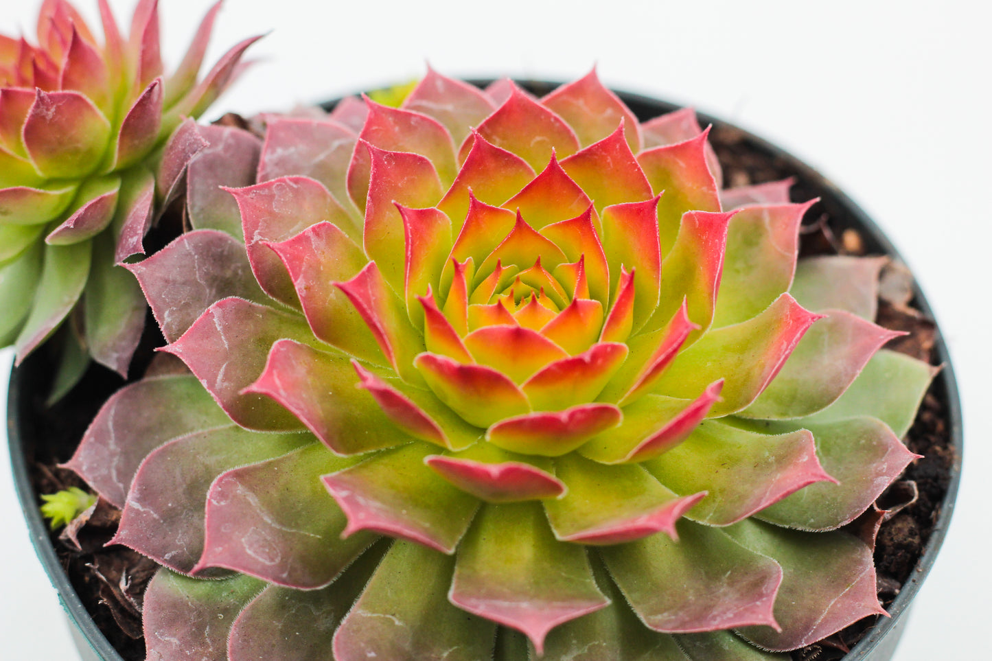 Sempervivum Gold Nugget