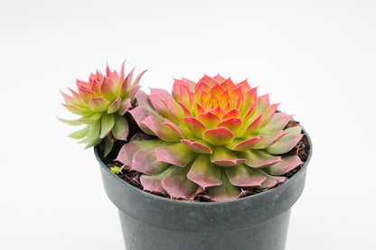 Sempervivum Gold Nugget