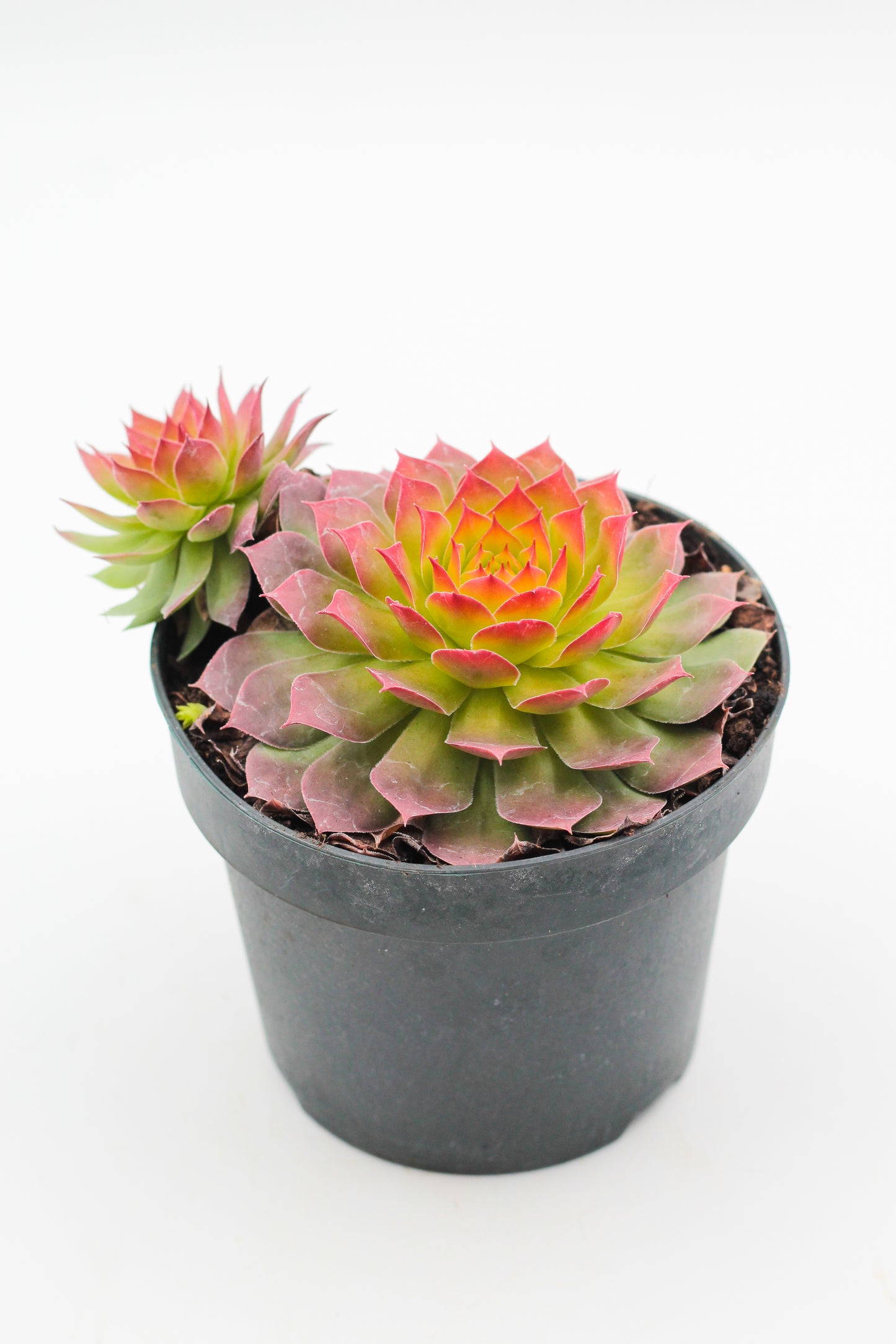 Sempervivum Gold Nugget