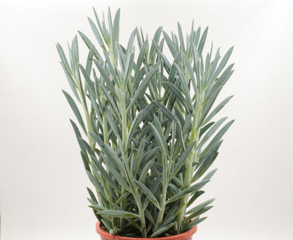 Senecio ficoides Mount Everest groot