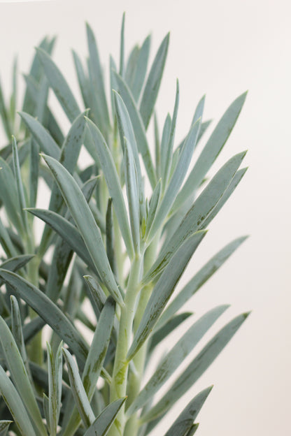 Senecio ficoides Mount Everest groot