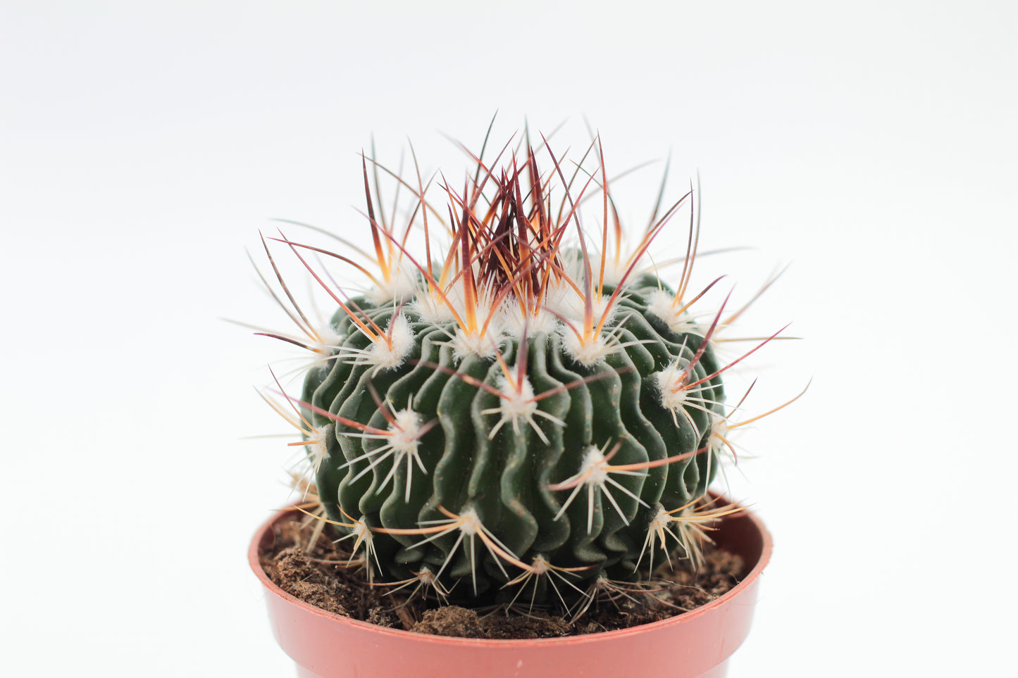 Stenocactus Multicostatus