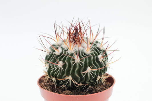 Steno cactus Multicostatus