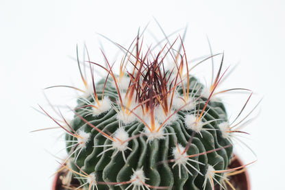 Stenocactus Multicostatus