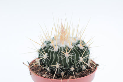 Stenocactus Multicostatus