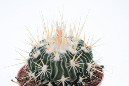 Stenocactus Multicostatus