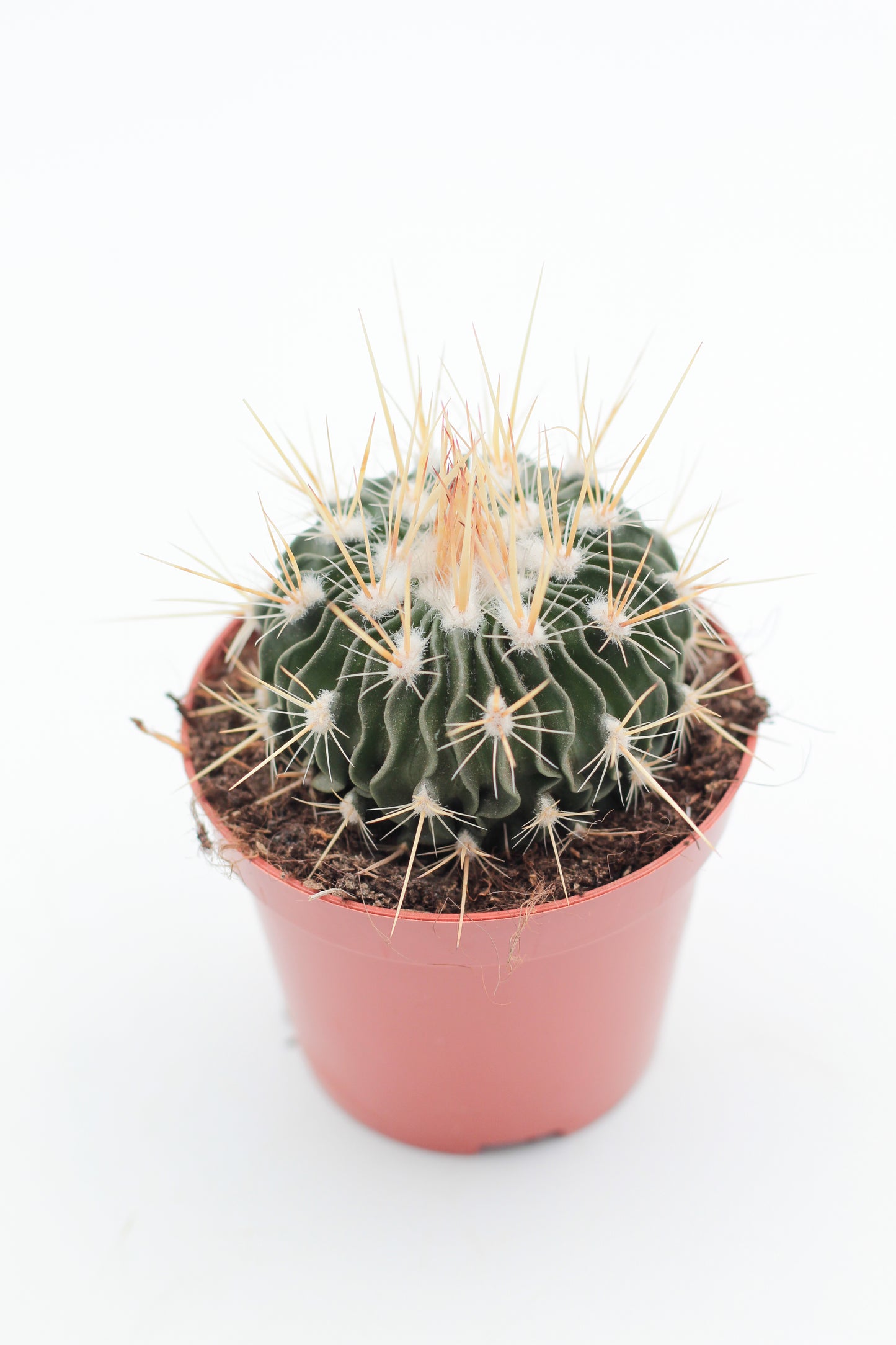 Stenocactus Multicostatus