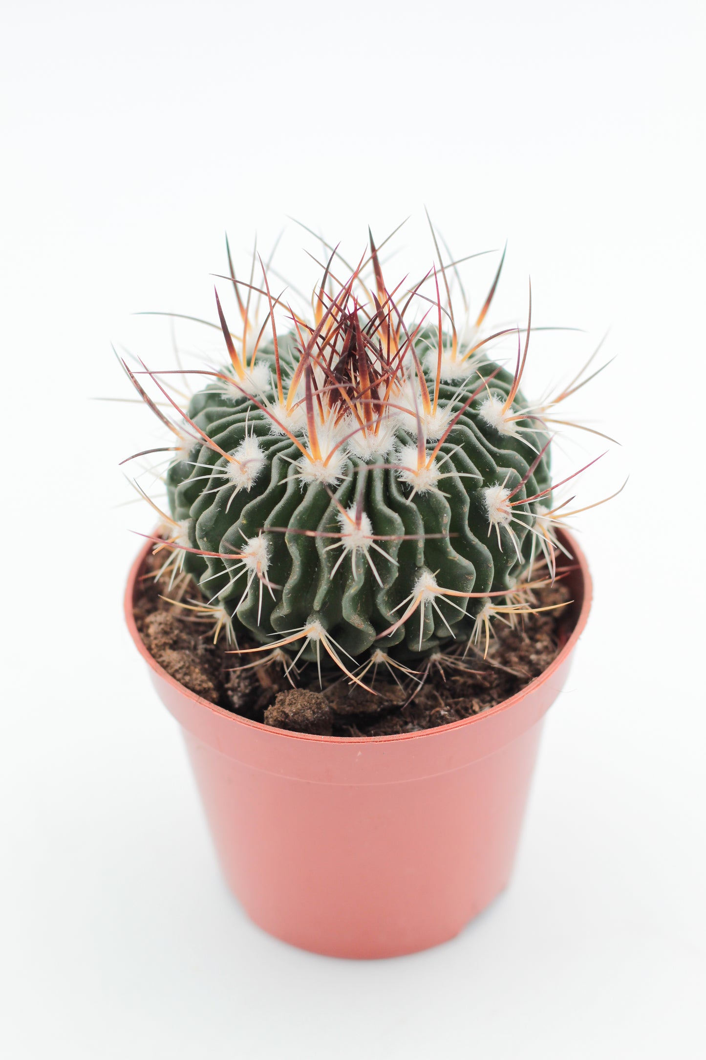 Stenocactus Multicostatus