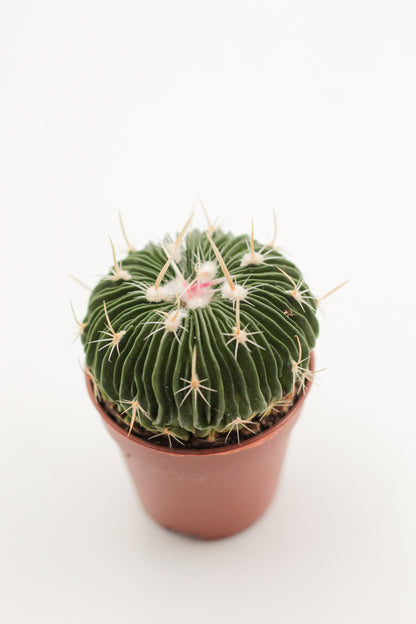 Stenocactus multicostatus brevispinus