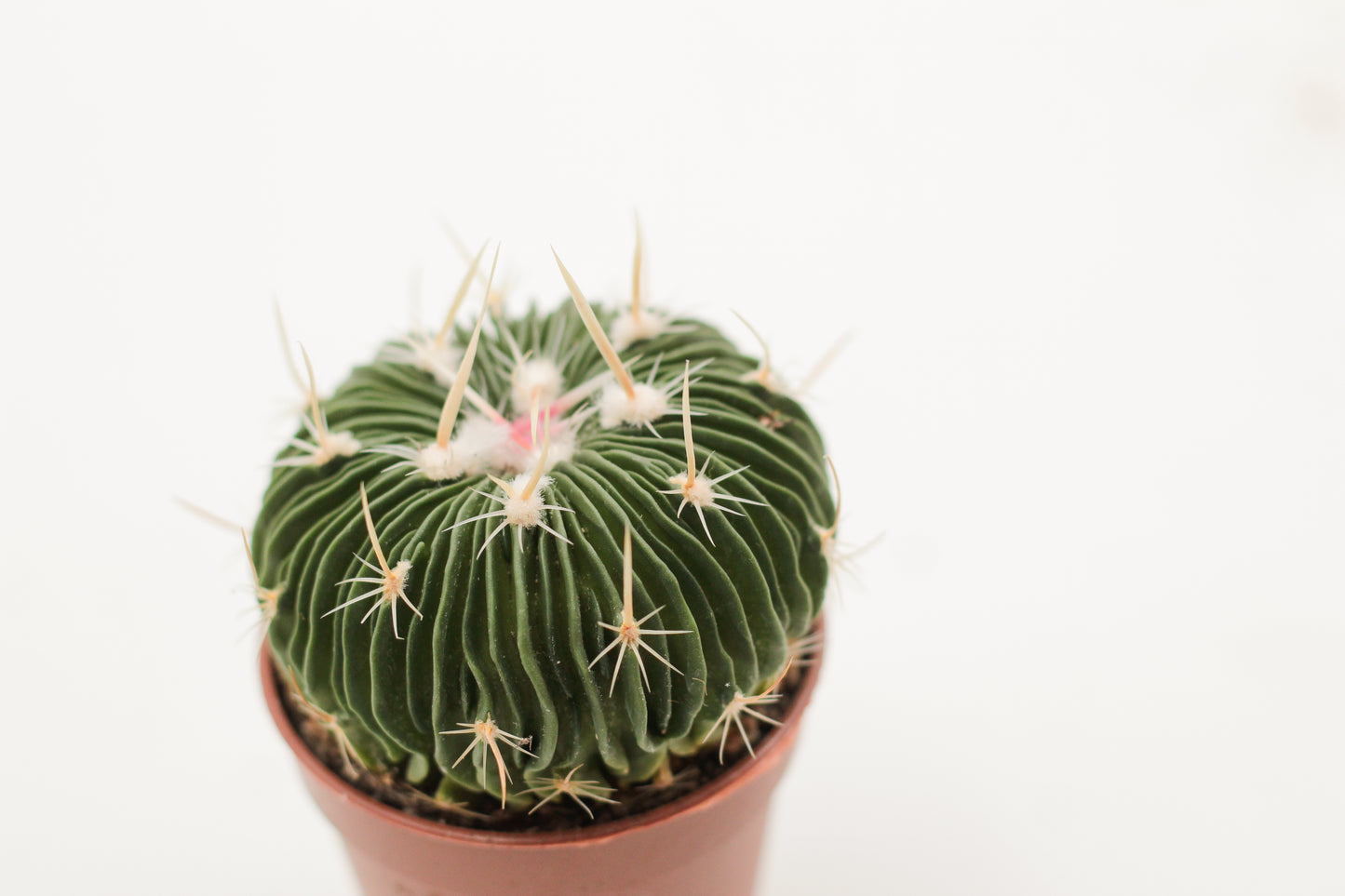 Stenocactus multicostatus brevispinus