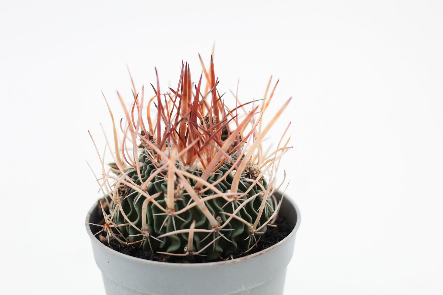 Stenocactus phyllacanthus