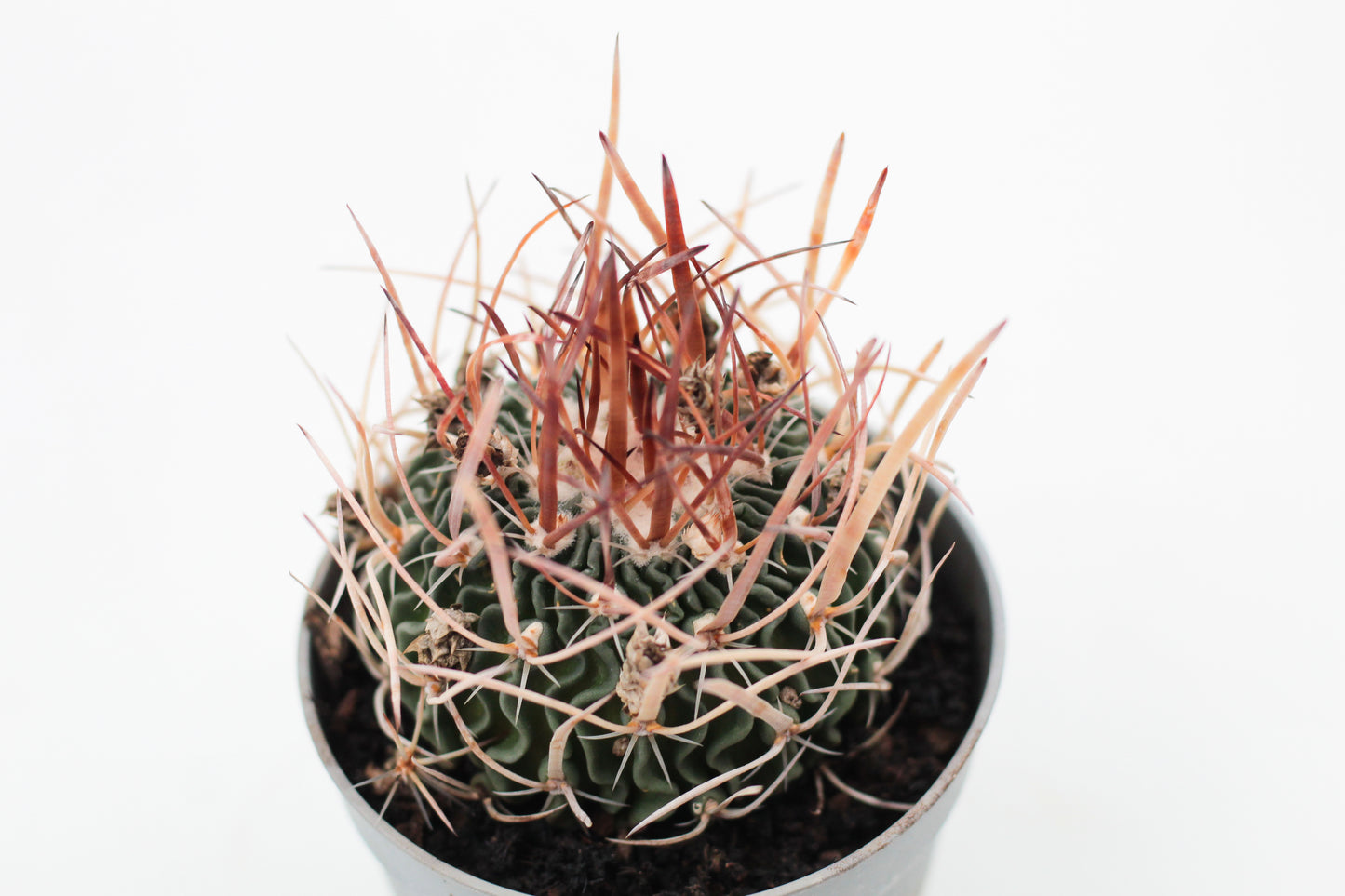 Stenocactus phyllacanthus