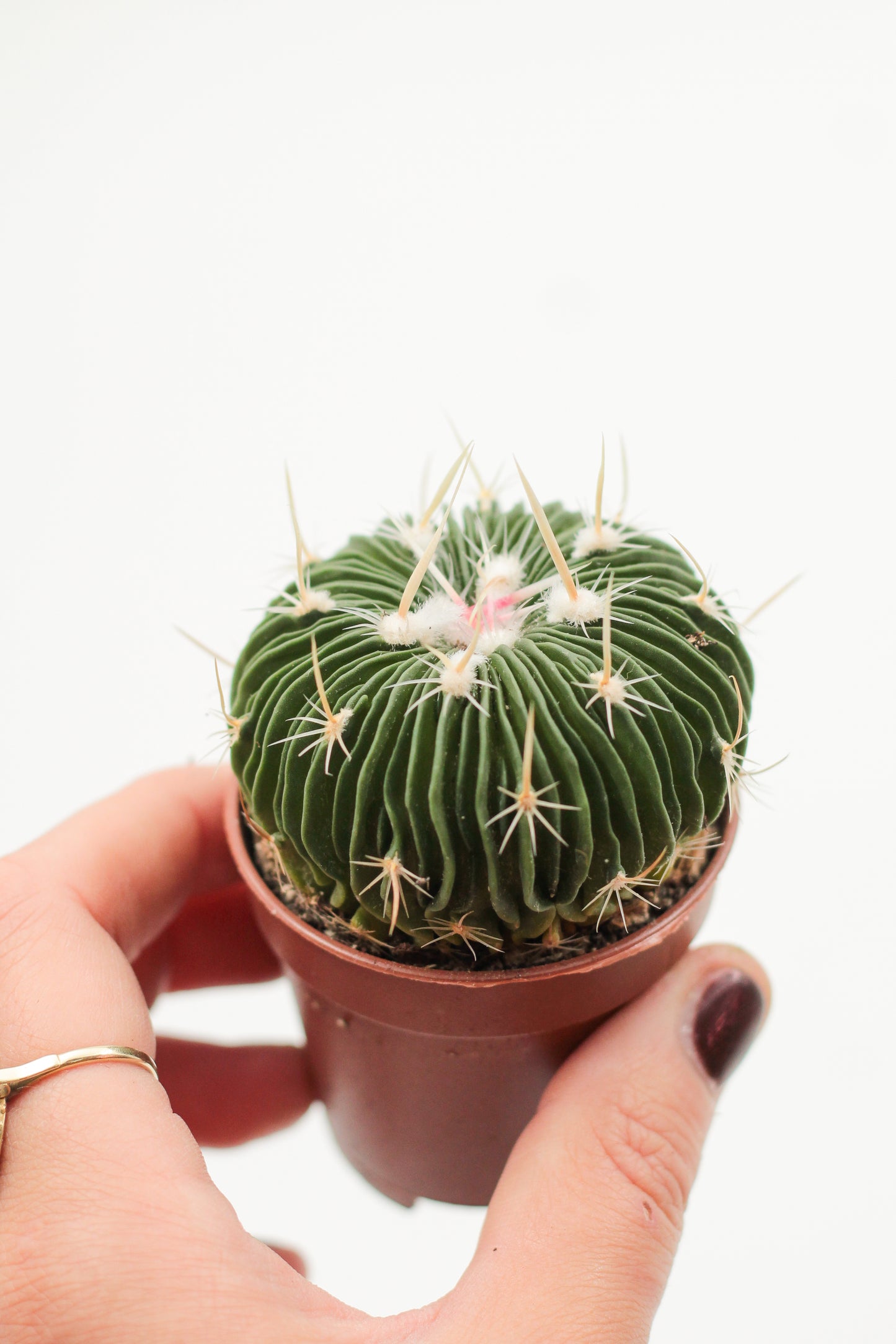 Stenocactus multicostatus brevispinus