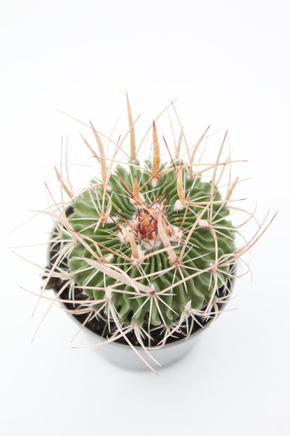 Stenocactus phyllacanthus