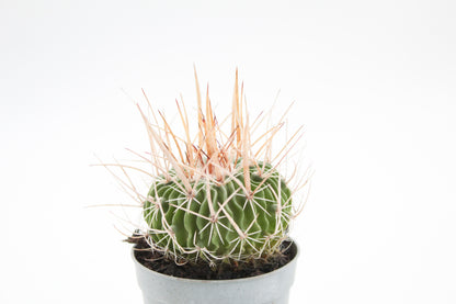 Stenocactus phyllacanthus