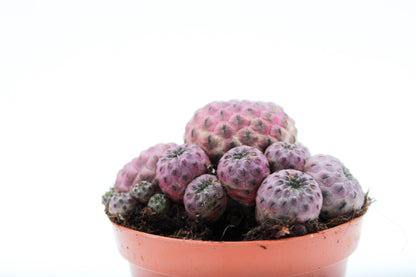 Sulcorebutia Rauschii violacidermis