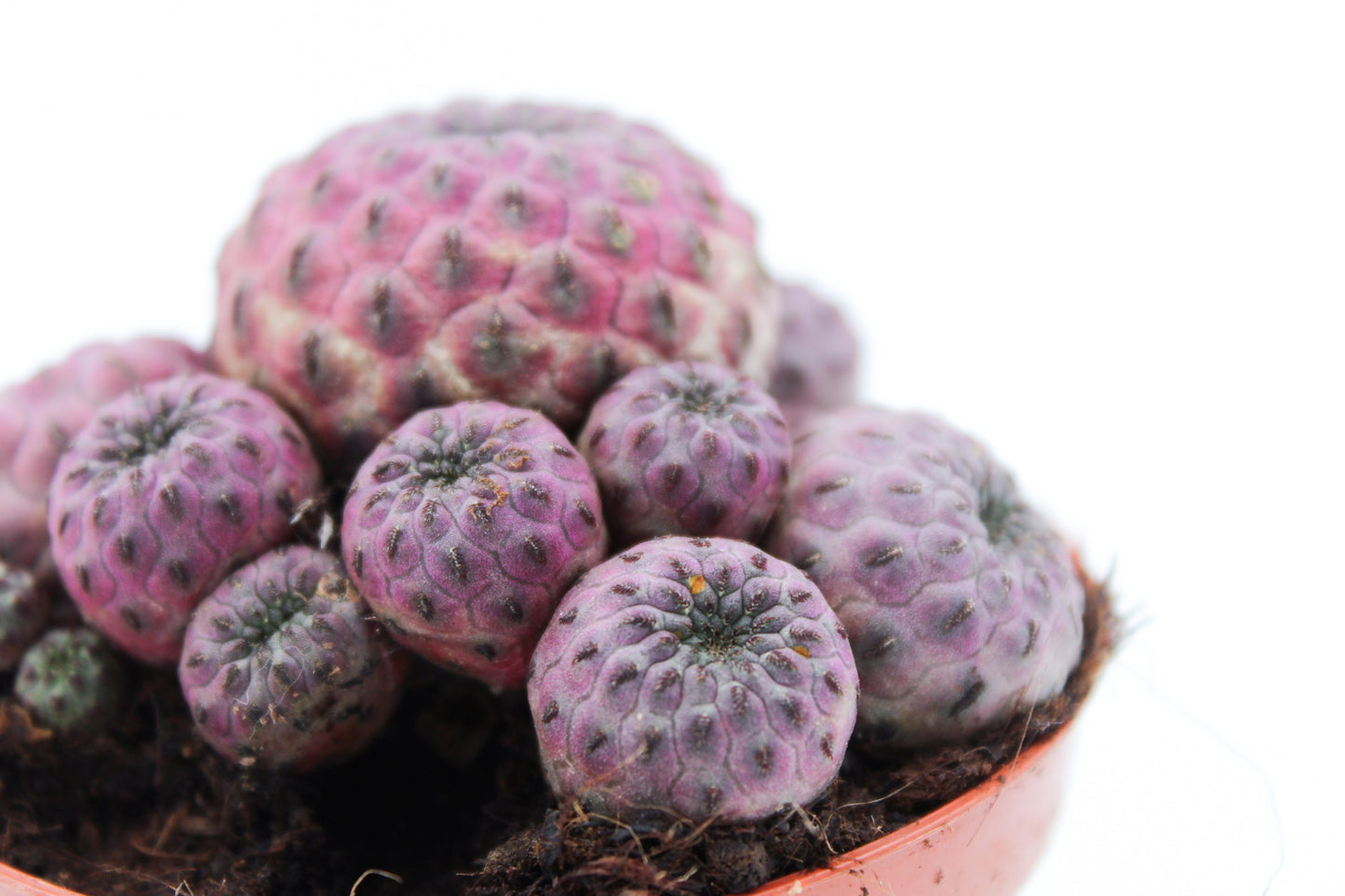 Sulcorebutia Rauschii violacidermis