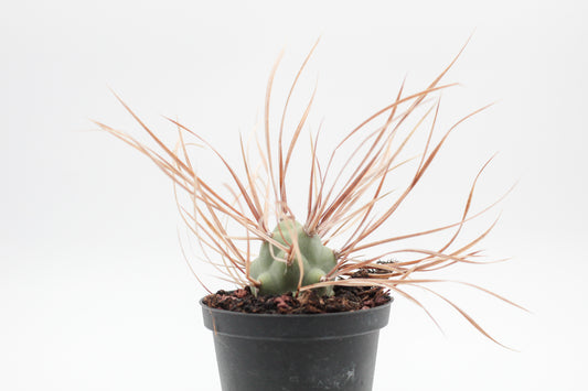 Tephrocactus Aoracanthus