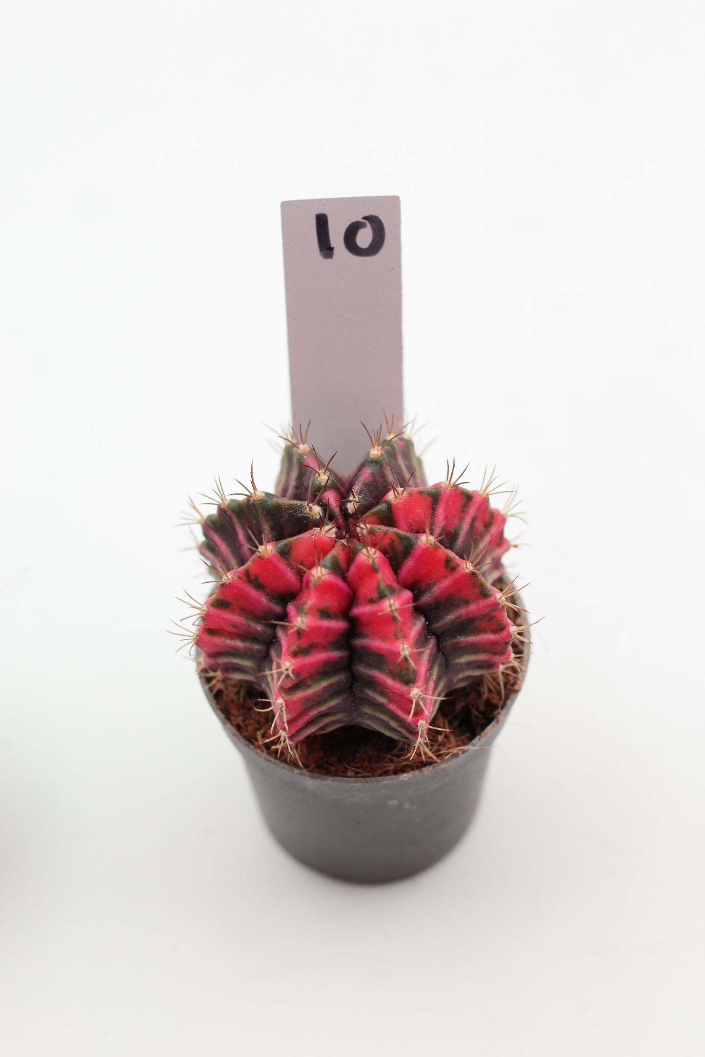 Gymnocalycium mihanovichii variegata Thai hybrid