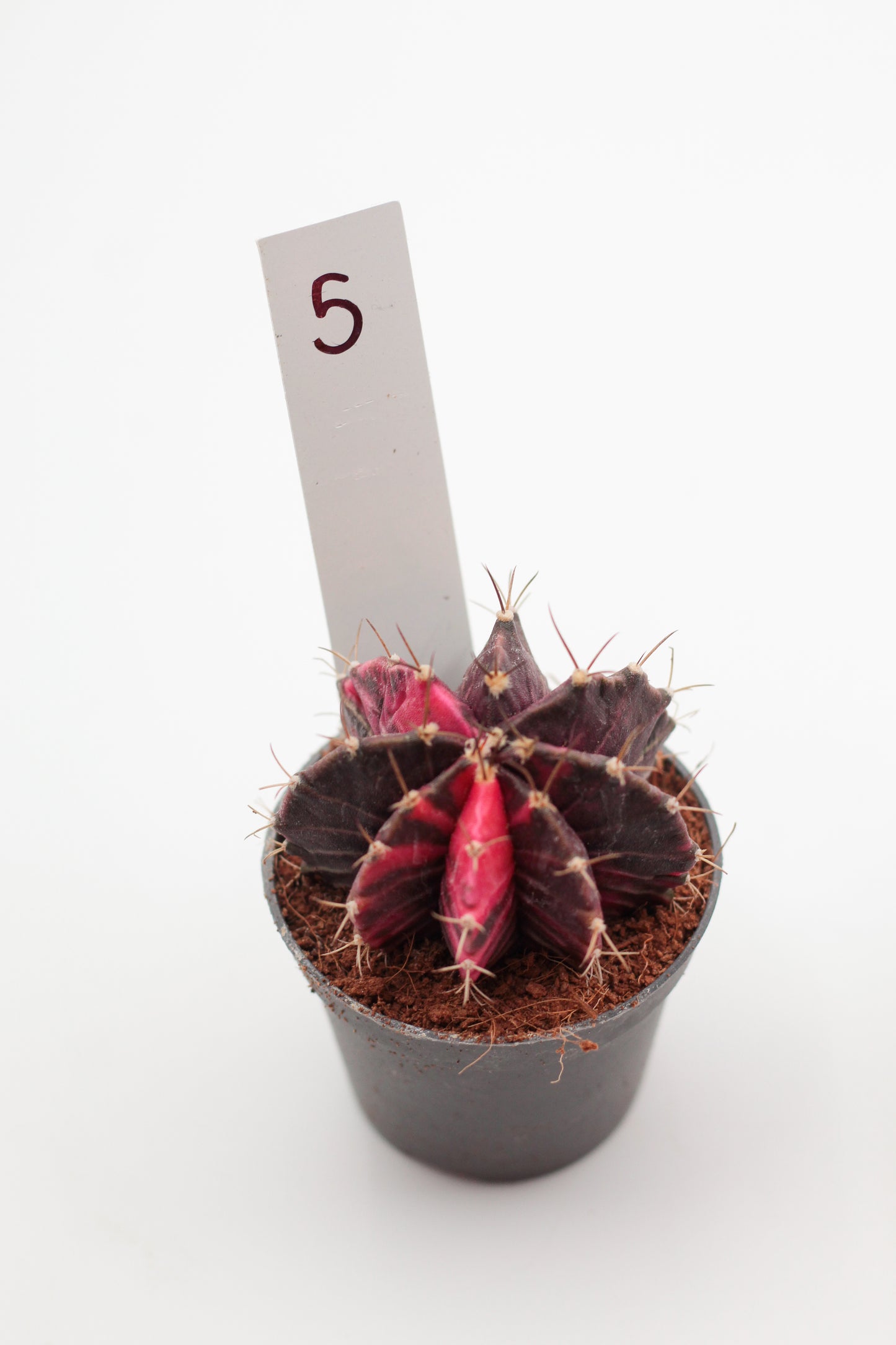 Gymnocalycium mihanovichii variegata Thai hybrid