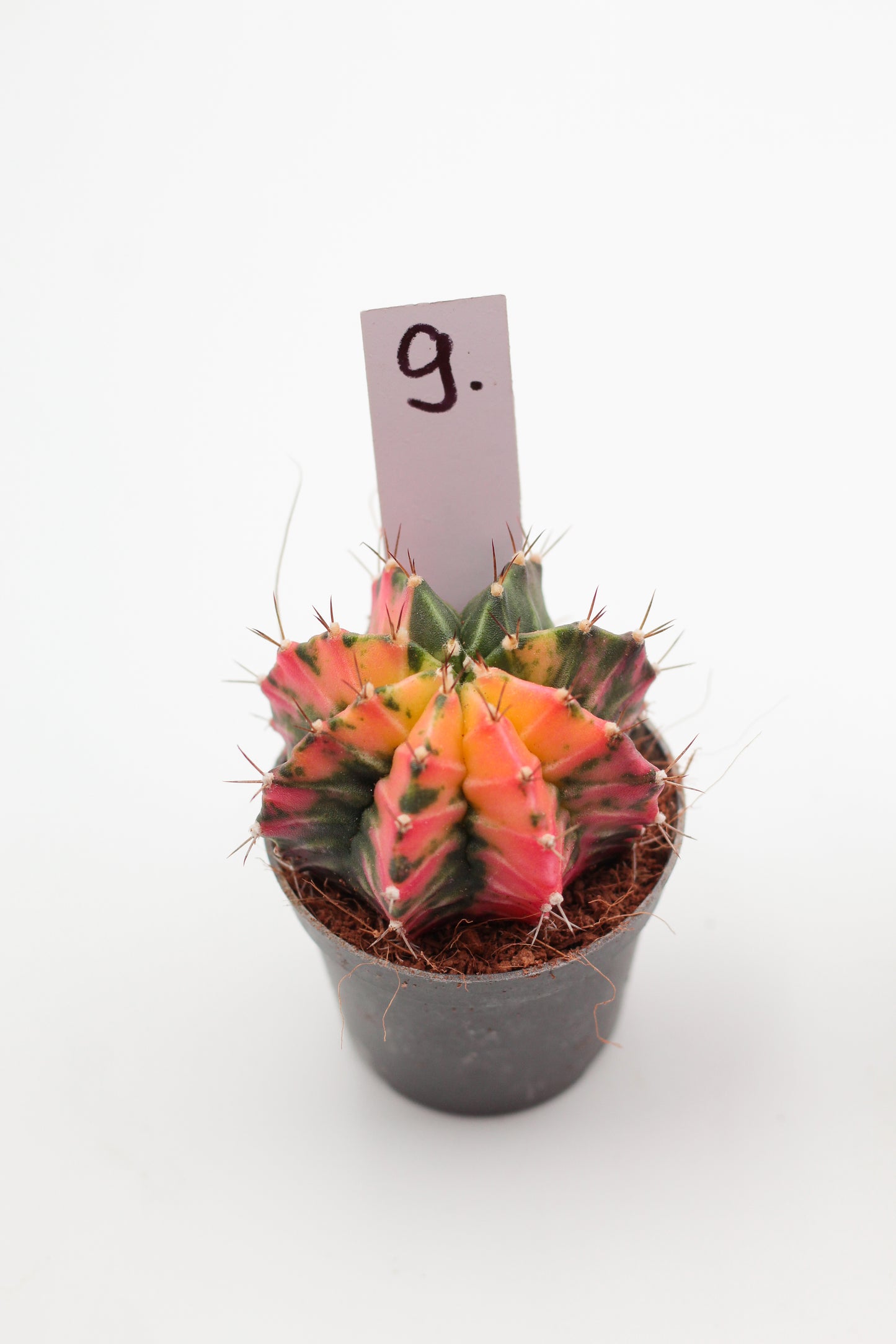 Gymnocalycium mihanovichii variegata Thai hybrid